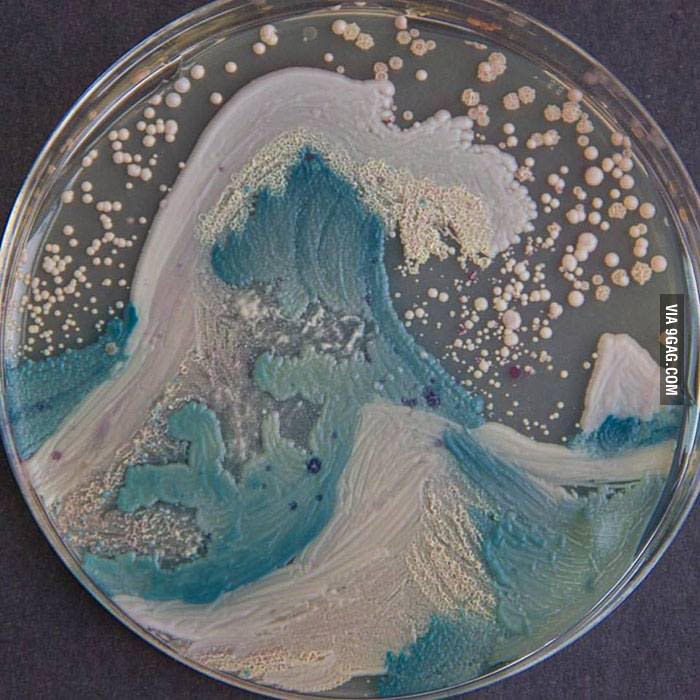 The American Society for Microbiologists hosted the first bacteria art competition called ‘Agar Art_’.jpg