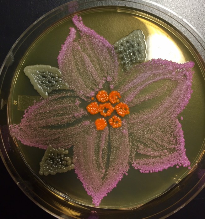The American Society for Microbiologists hosted the first bacteria art competition called ‘Agar Art_’.jpg