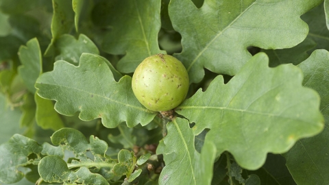 oak_apple.jpg