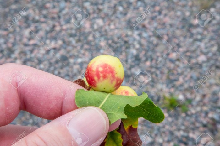87764528-oak-apples-on-the-underside-of-an-oak-leaf.jpg