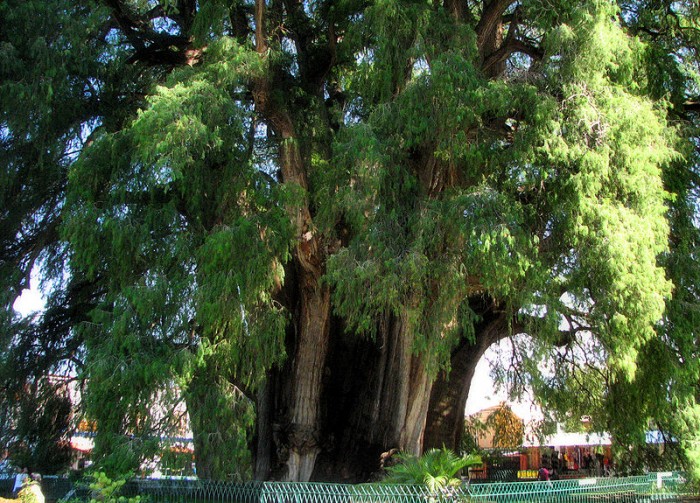 ArbordeTuleOaxaca_MX.jpg