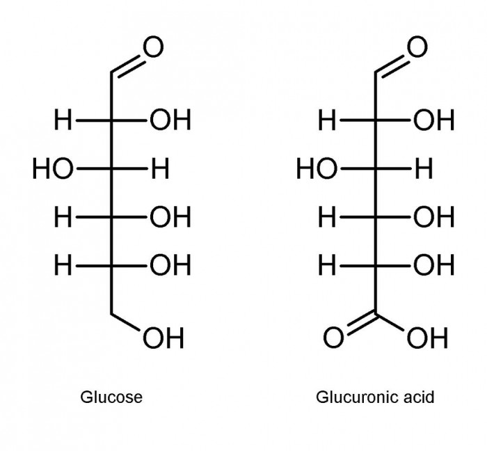 Glucuronic.jpg