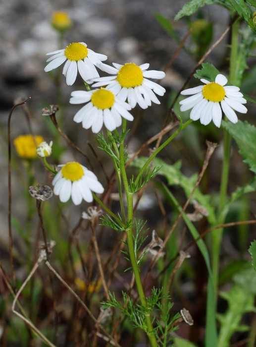 Matricaria chamomilla.jpg