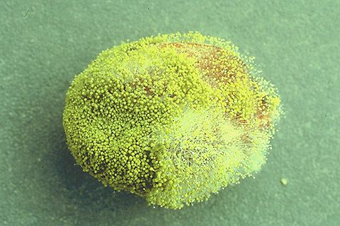 aspergillus-flavus-1.jpeg