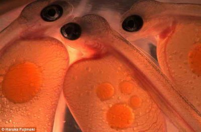 embryos-of-an-atlantic-salmon.jpg