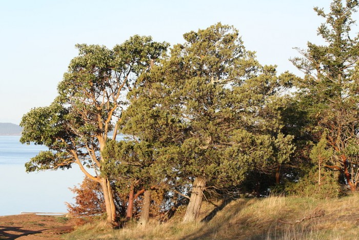 Arbutus_menziesii.JPG