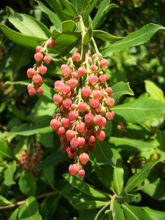 Arbutus_menziesii-1.jpg