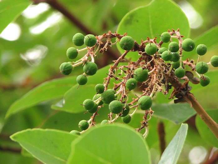 Green_pea_like_berry_growth_on_tree_branch.jpg