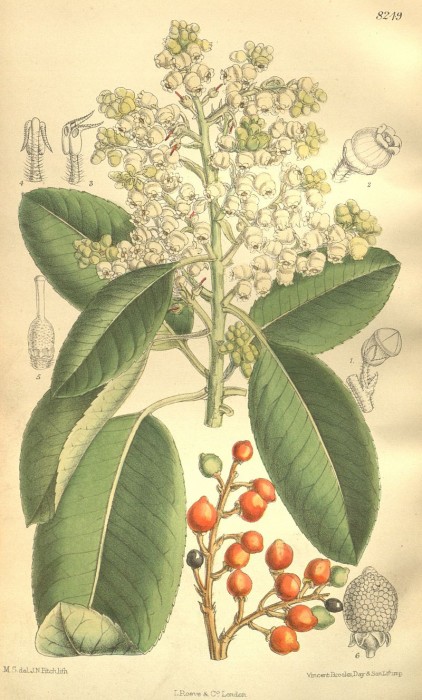 Arbutus_menziesii_135-8249.jpg