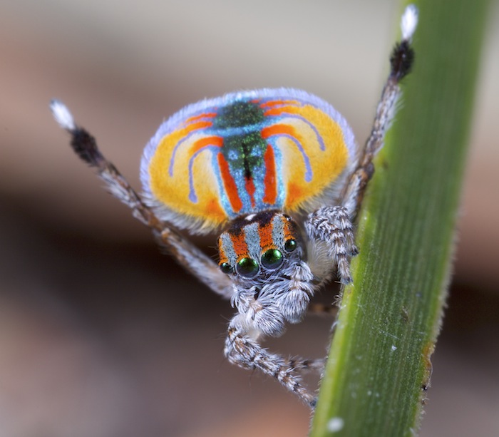 MalePeacockSpider.jpg