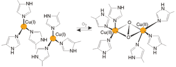 hemocyanin.gif