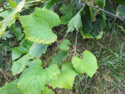 6.9.2011 064.jpg