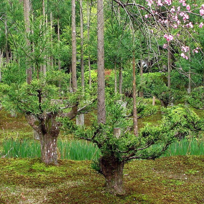 Ryoan-ji_03_(cropped).jpg